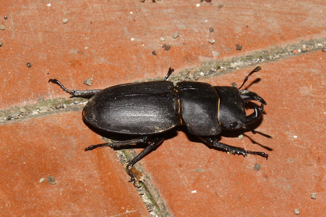 Dorcus parallelipipedus